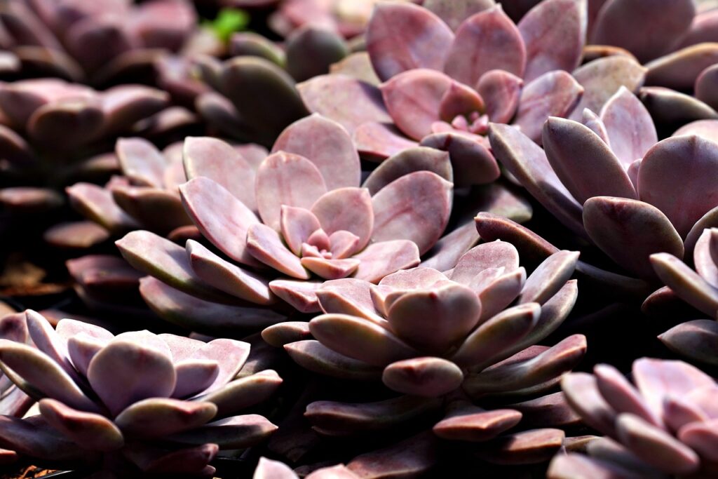 おせち通販の人気ランキングはどのような順位ですか？